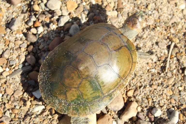 Podocnemis vogli (Savanna Side-necked Turtle)