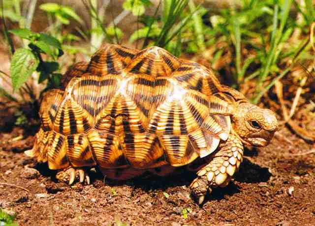 Psammobates oculifer (Serrated Tortoise)