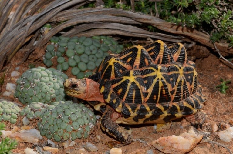 Psammobates tentorius (Tent Tortoise)