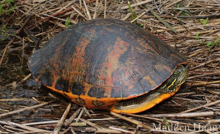 Pseudemys alabamensis (Alabama Red-bellied Turtle)