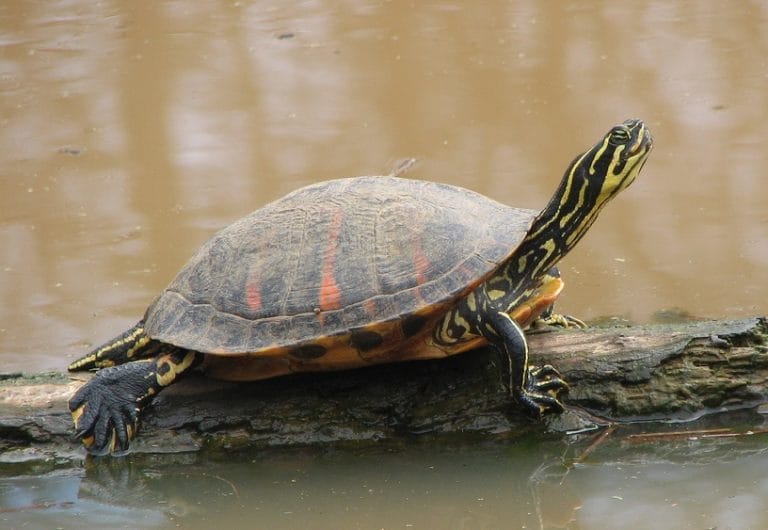 Pseudemys nelsoni (Florida Red-bellied Cooter)