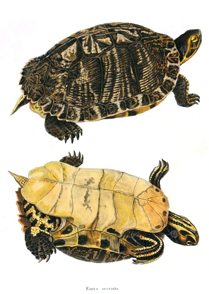 Pseudemys peninsularis (Peninsula Cooter)