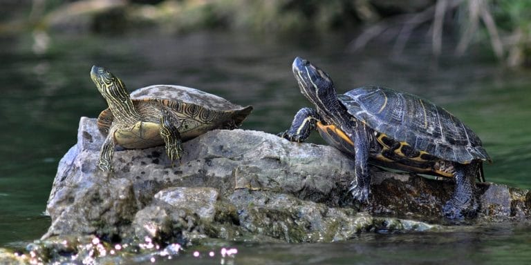 Pseudemys texana (Texas Cooter)