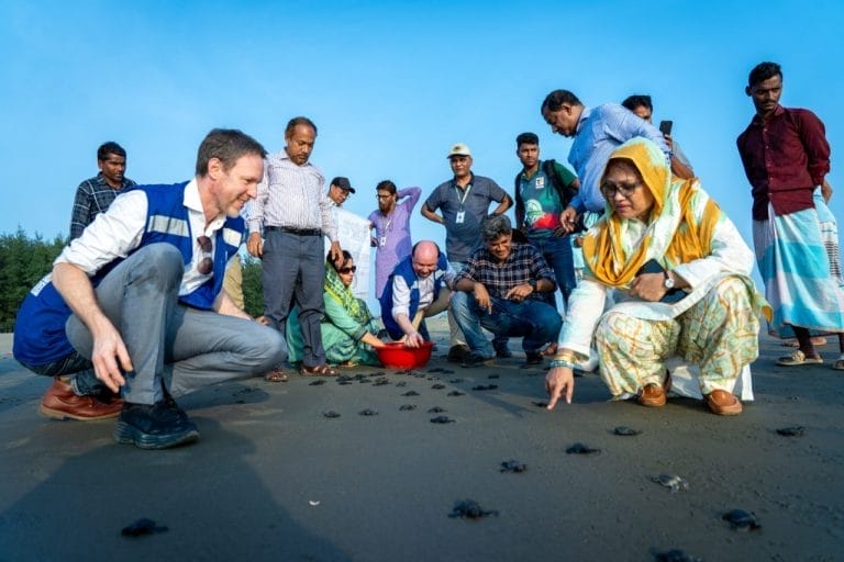 Sea Turtle Hatchlings Waddle Into the Bay—Right on Earth Day
