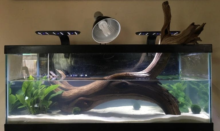 7 Aquatic Turtle Habitat Ideas Every Turtle Owner Needs to Try Today