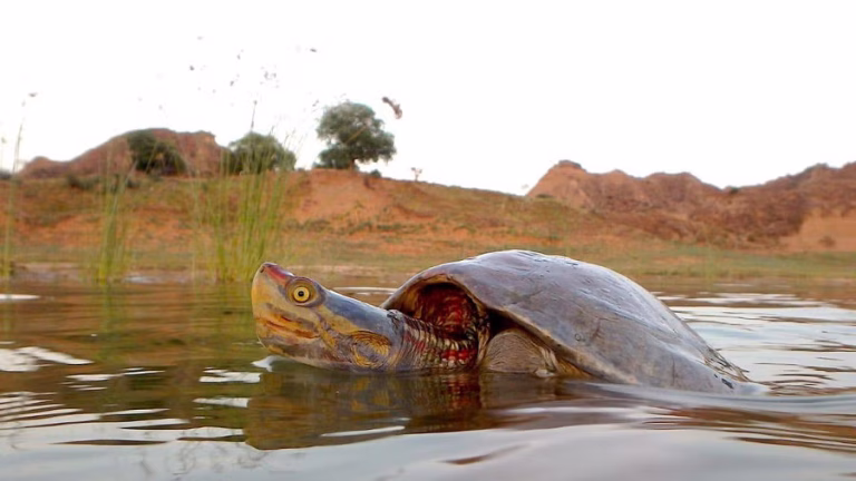 Red-Crowned Roofed Turtles Return to the Ganga After 30 Years