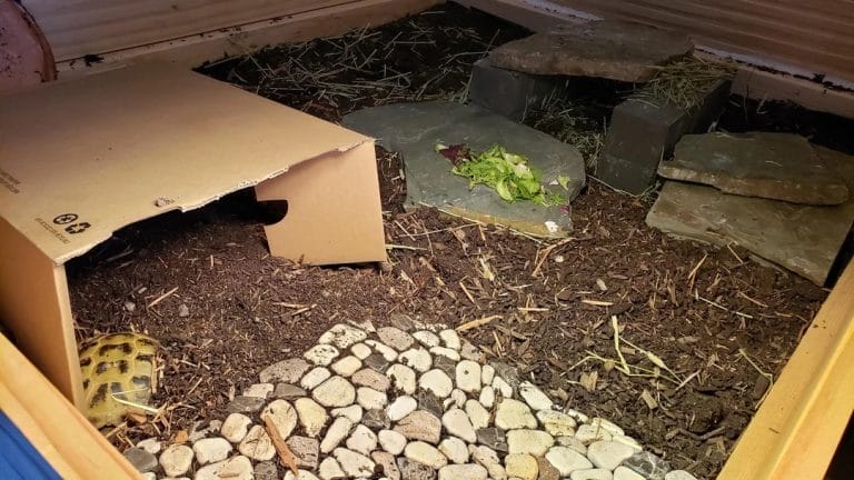 5 DIY Tortoise Hide Ideas That Don’t Cost a Fortune
