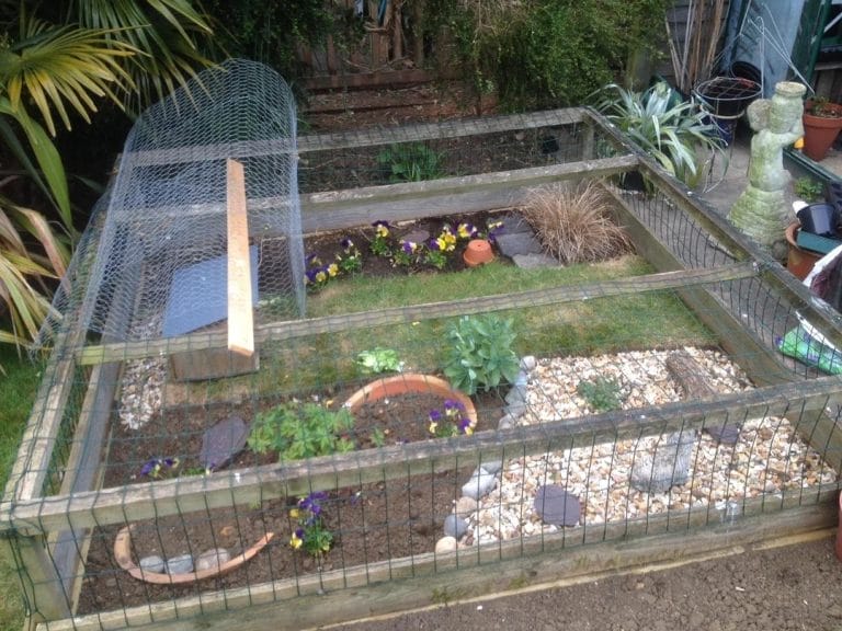 7 Tortoise Garden Ideas So Good, Your Pet Might Never Come Inside Again