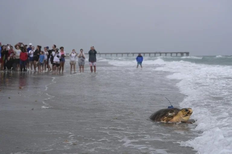 Dilly Dally the Three-Flippered Turtle Is Back in the Ocean, Like a Boss