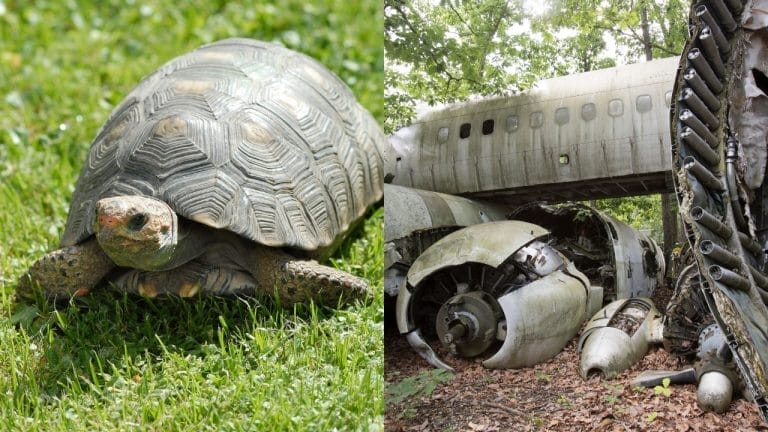 Pilot Dies Trying to Avoid a Turtle on the Runway—Tragic Crash in North Carolina
