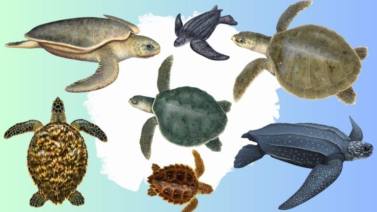 How To Identify All 7 Types of Sea Turtles (With Pictures)