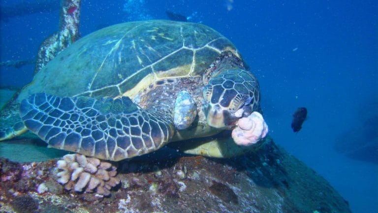 Tumors That Look Like Cauliflower Are Haunting Sea Turtles