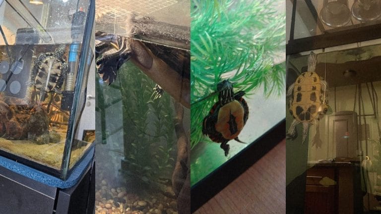 Why Is My Turtle Sleeping Vertically? Normal?