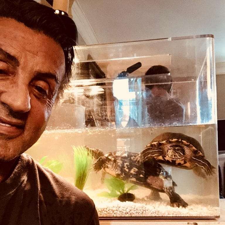 This Turtle Survived 50 Years in Hollywood — The Untold Story Behind Its Legendary Life