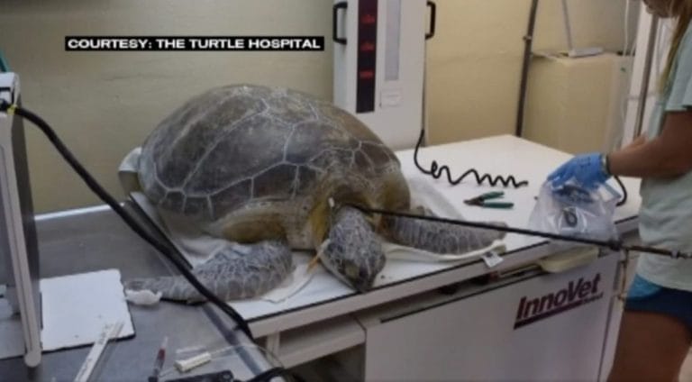 This Hawaiian Turtle Has Been Famous for the Same Scar Since 2008