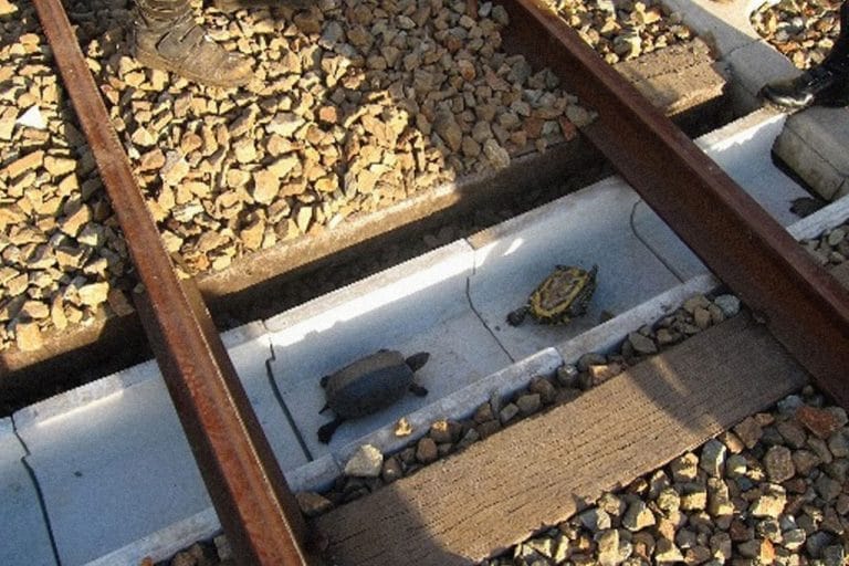 The Turtle Tunnel That Keeps Japan’s Trains Running on Time