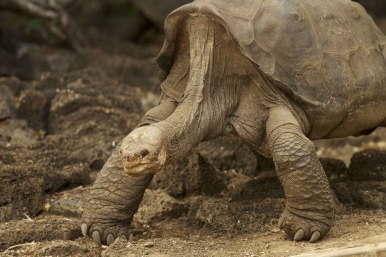 How One 100-Year-Old Giant Saved His Entire Species From Extinction